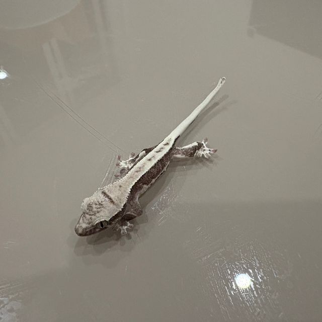 릴잔틱