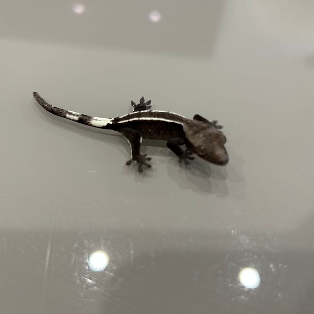 아잔틱