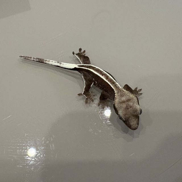 아잔틱 풀핀
