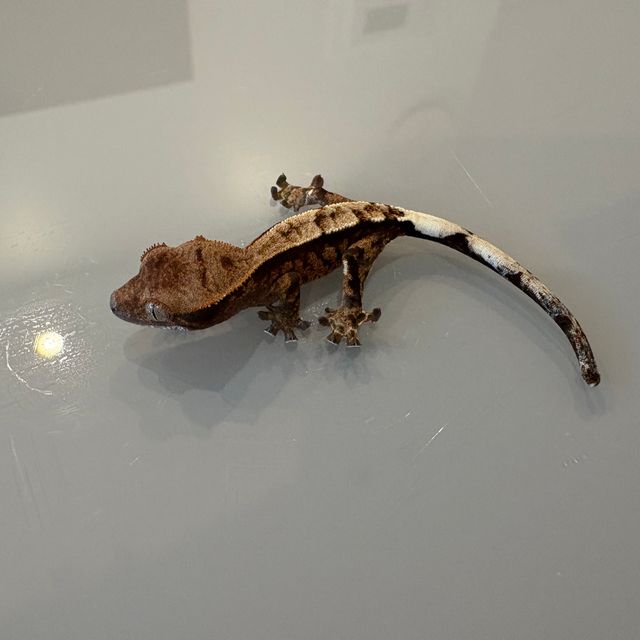 카푸치노 화이트스팟