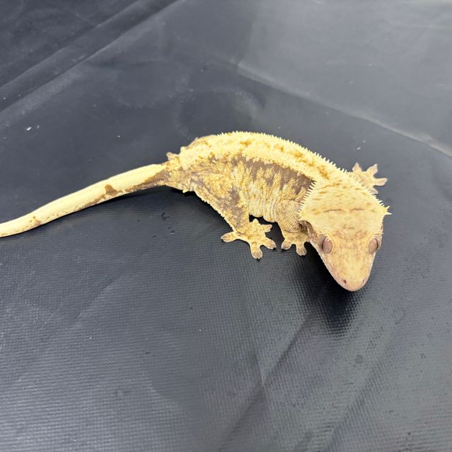 드리피 화이트스팟