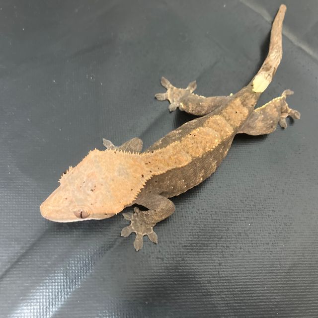 카푸치노 100%헷아잔틱