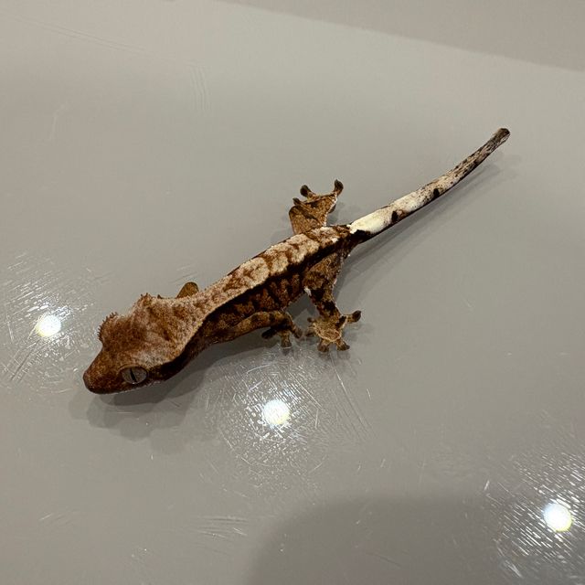카푸치노 트라이