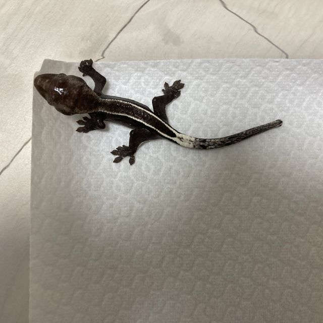 아잔틱