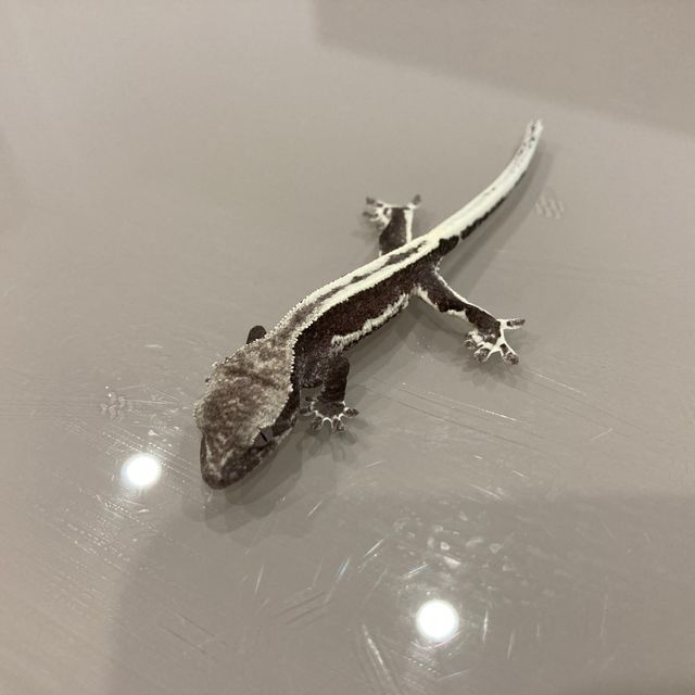 릴잔틱