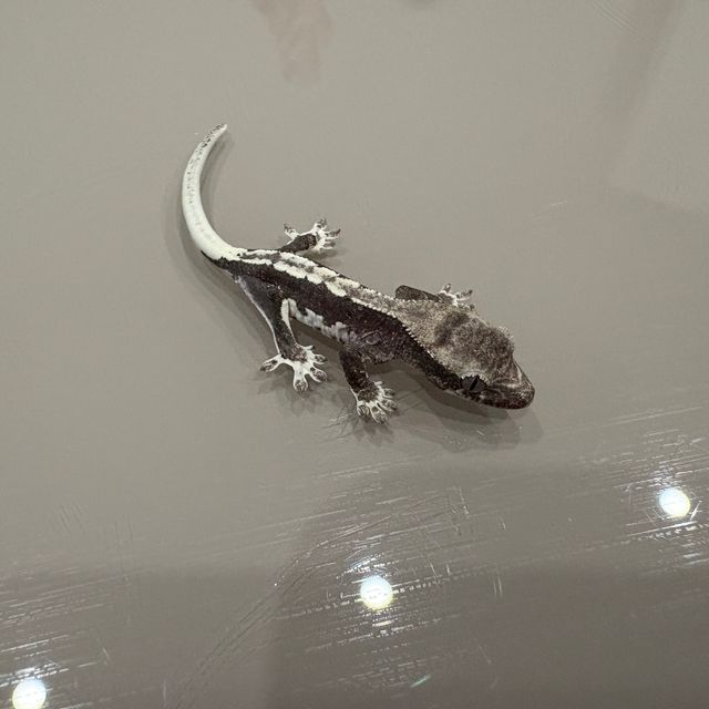 릴잔틱