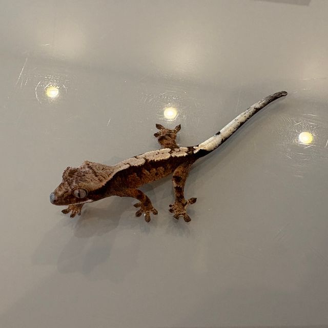 세이블