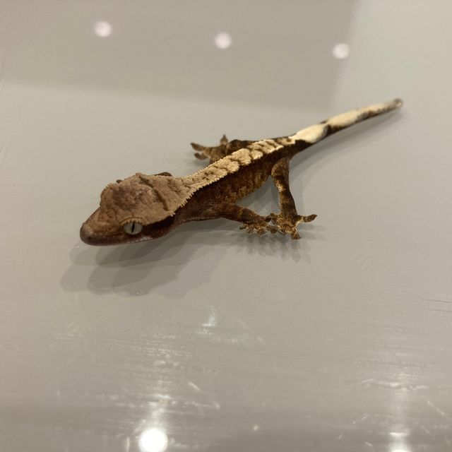트라이 익스트림할리퀸