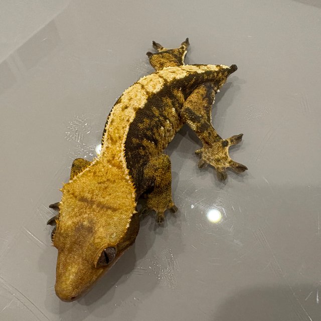 노멀 트라이 익스트림할리퀸 화이트스팟