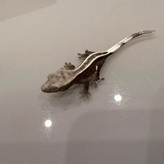 아잔틱 풀핀