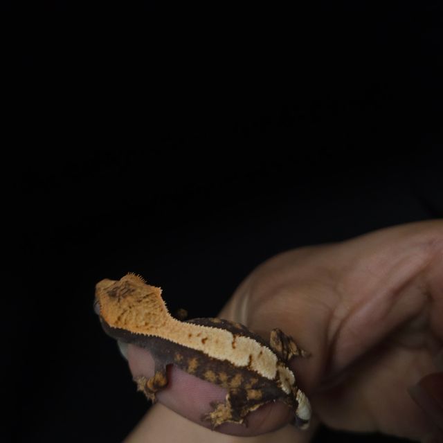 세이블 100%헷아잔틱
