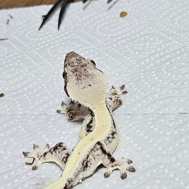 릴리 세이블