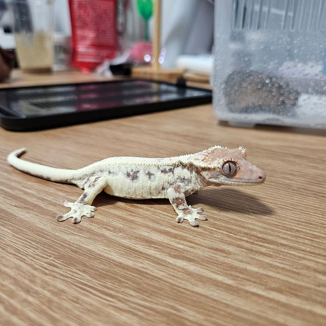 프라푸치노