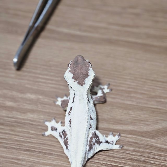 릴리 세이블