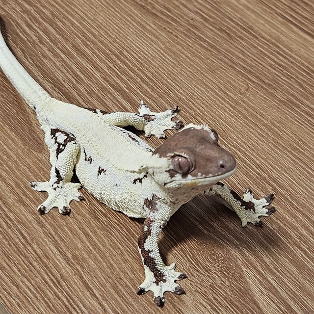 릴리 세이블