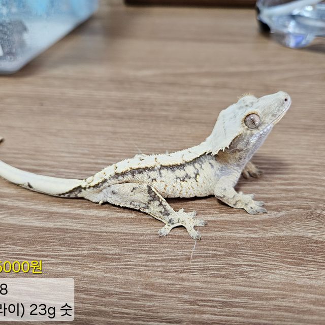 노멀 트라이