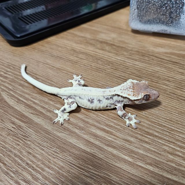 프라푸치노