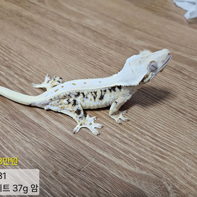 릴리화이트