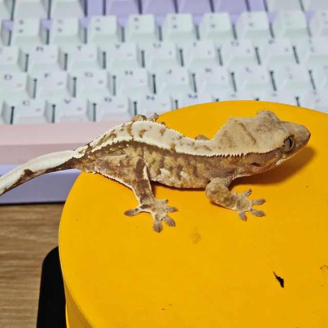 노멀 트라이 레드