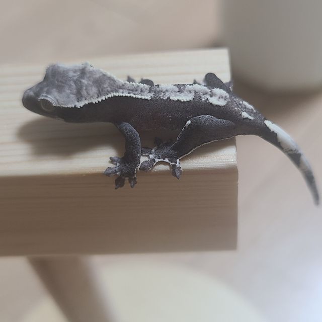 아잔틱