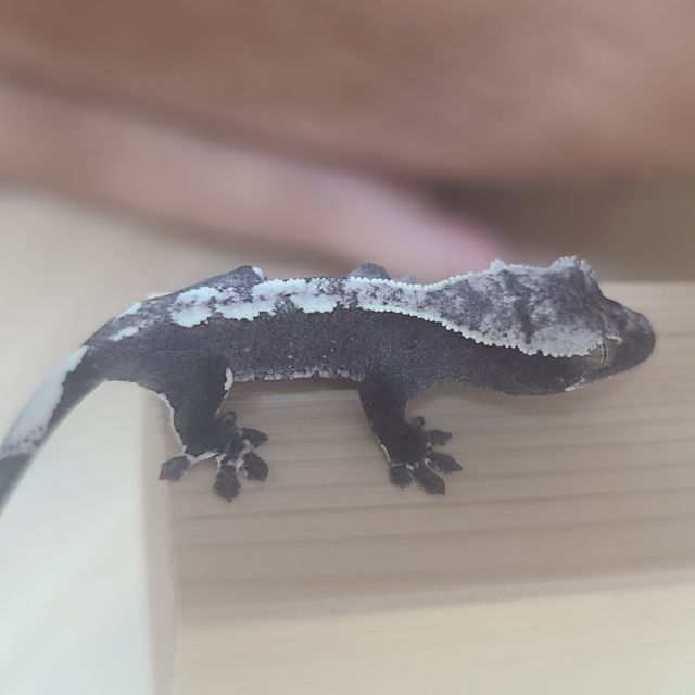 아잔틱