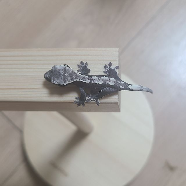 아잔틱