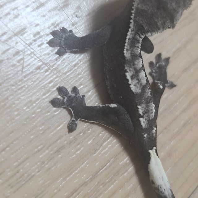 아잔틱