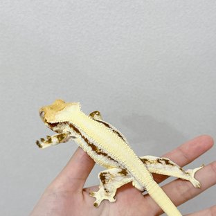 릴리화이트 솔리드백