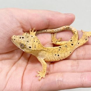 슈퍼달마시안 달마시안 옐로우