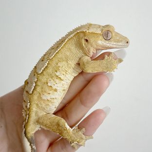 크림시클