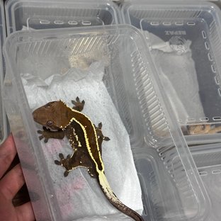 카푸치노 엠티백 슈퍼스트라이프