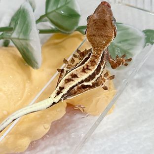 프라푸치노