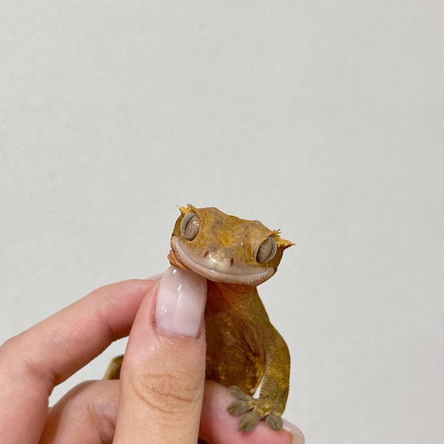 레드