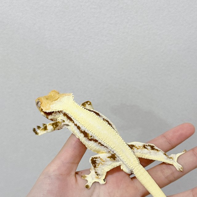 릴리화이트 솔리드백