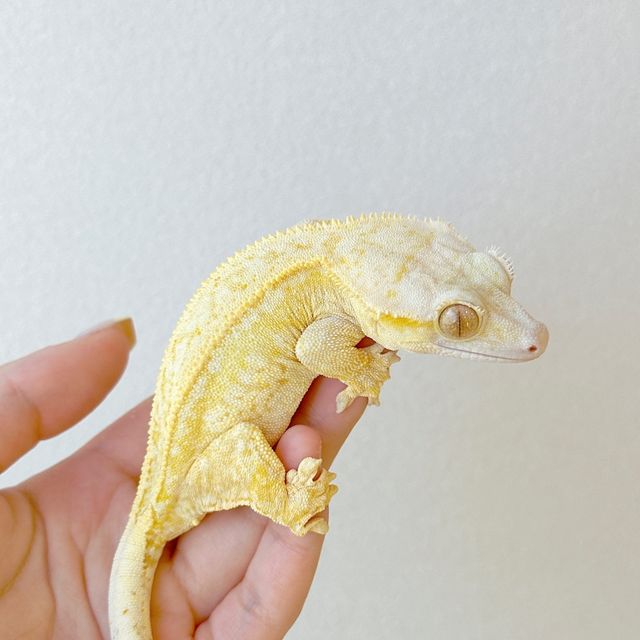 크림시클 크림 옐로우