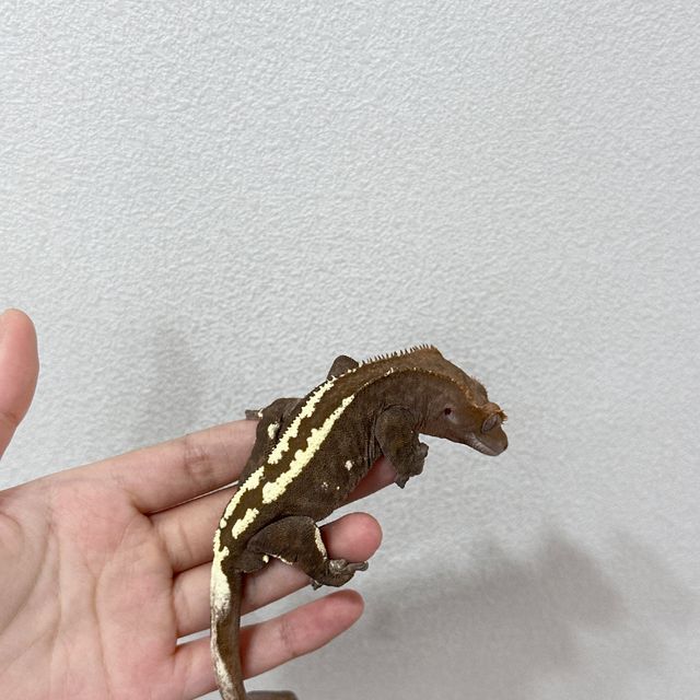 카푸치노 RCK 다크