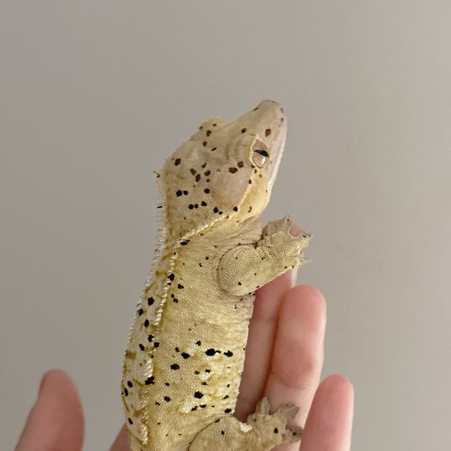 크림 옐로우 달마시안