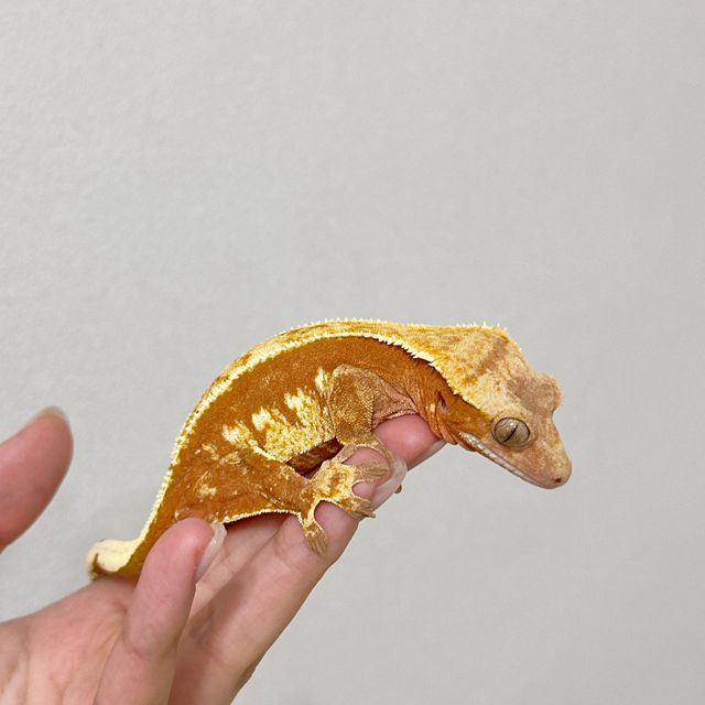 레드