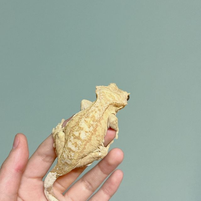 스트로베리 옐로우 크림시클