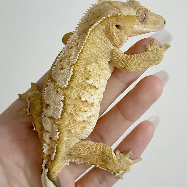 크림시클