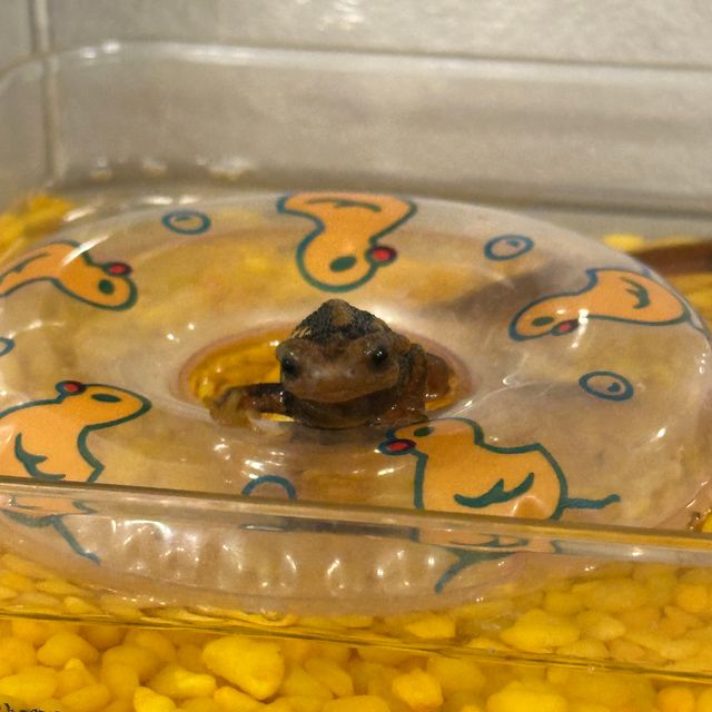 크림시클