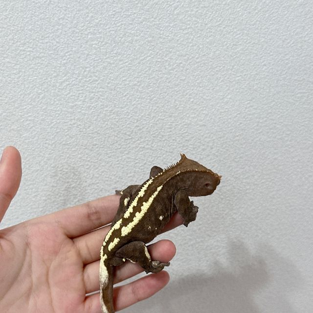 카푸치노 RCK 다크