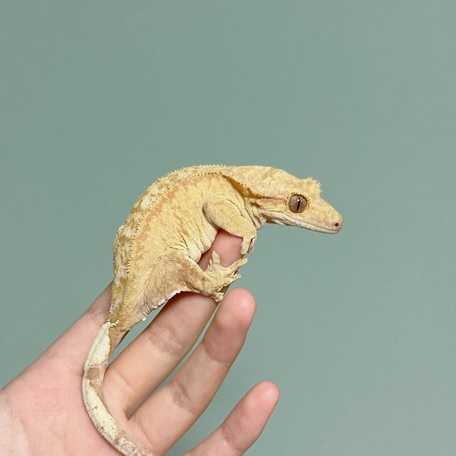 스트로베리 옐로우 크림시클