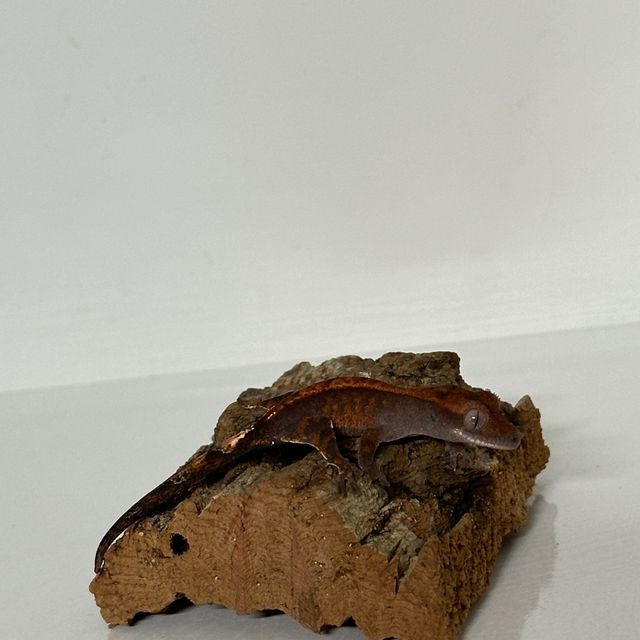 카푸치노