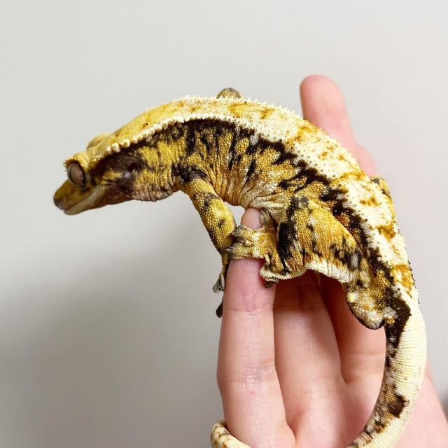 트라이 텐저린