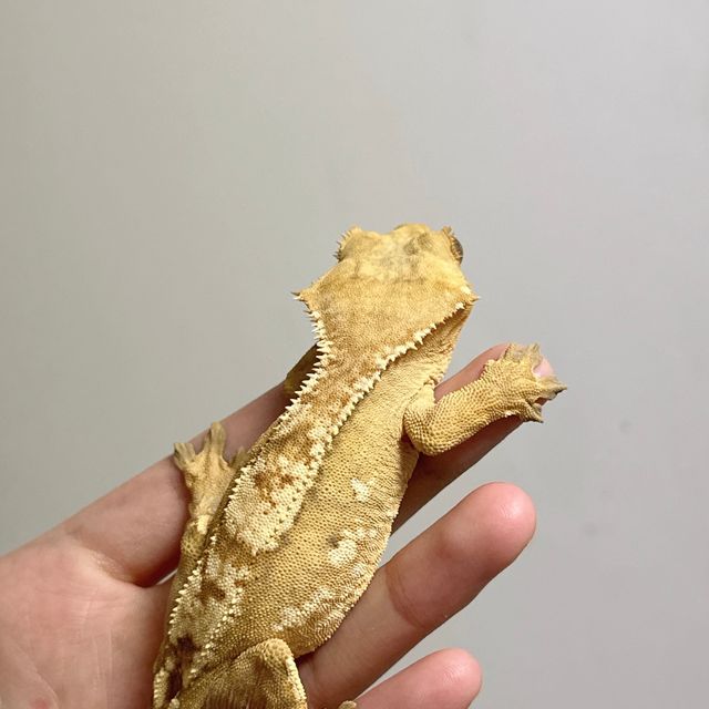 옐로우 크림 크림시클