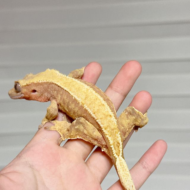 쿼드 레드