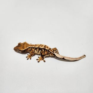랑라