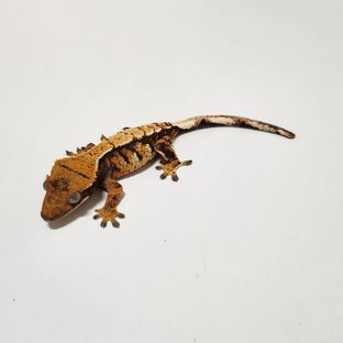 랑라