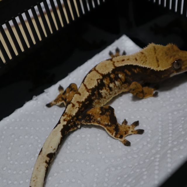 노멀 트라이 익스트림할리퀸 바브